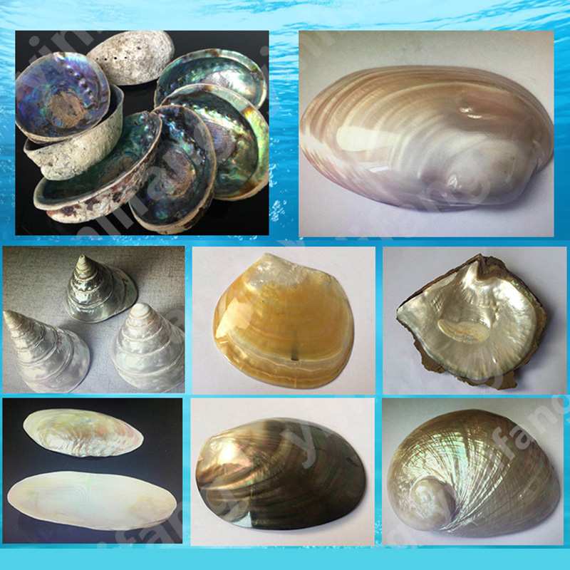 Abalone-Papier für Musikinstru – Musical Instrument Names Bewertung und Preis